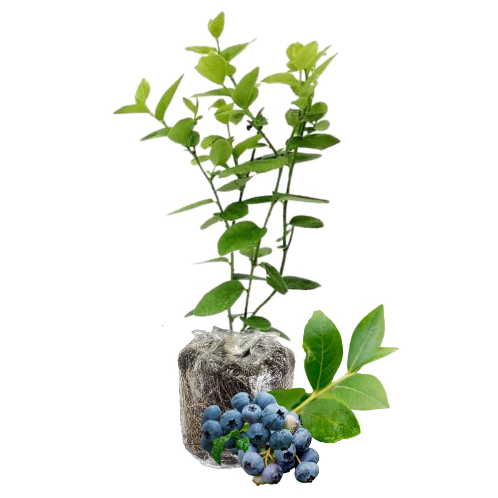 1 Blueberry Bush Live Plant 5 to 9 Inch Tall, Blueberry Plant Live for Planting, Sweet Blueberries Fruit Tree Live Plant (Jewel Blueberry)