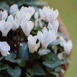 Set of 2 Cyclamen Plants Live, Hardy Cyclamen Plants, Vibrant Blooming Houseplant, 4 Inch Pot for Planting (White)