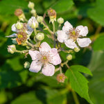 Pack 2 Thornless BlackBerry Plants Live to Grow 4 to 8 Inch Tall, BlackBerry Bush Live Plant, Sweet Blackberries Fruit Tree Indoor Outdoor (Navaho BlackBerry)