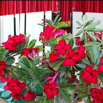 Red Desert Rose Plants Live for Indoor Outdoor Growing, Cold Hardy, Starter Size, 4-7 Inc in Tall Desert Rose Seedling