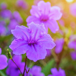 6 Purple Mexican Petunia Plants Live for Planting Outdoors, 5 to 7 Inc Tall, Perennial Outdoor Indoor