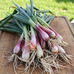 100 Walking Onion Plants Seeds Not Bulbils, Cold Hardy, Fast-Growing and High Yielding for Spring Planting