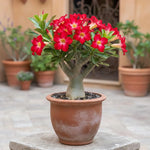 02 Red Desert Rose Live Plants, Starter Adenium 3-6 Inches Tall, No Pot, No Flower, Tropical Flowering Succulent Plants for Indoor Outdoor Growing