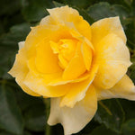 Rose Bush Live Plant, Heirloom Rose Plant Live for Planting, 5-9 Inch Tall, Fragrant Rose Flowers Well Rooted Starter Plant, Yellow Rose