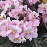 Light Pink African Violet Live Plant in 4” Pot, Blooming Indoor Houseplant, Easy Care Flowering Plant for Home or Office Décor