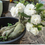02 White Desert Rose Live Plants, Starter Adenium 3-6 Inches Tall, No Pot, No Flower, Tropical Flowering Succulent Plants for Indoor Outdoor Growing