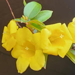 Jasmine Live Plant 4–8″ Tall, Jasmines Flower Vine, Fragrant White Blooms, Outdoor or Container Growing (Bright Yellow Jasmine)