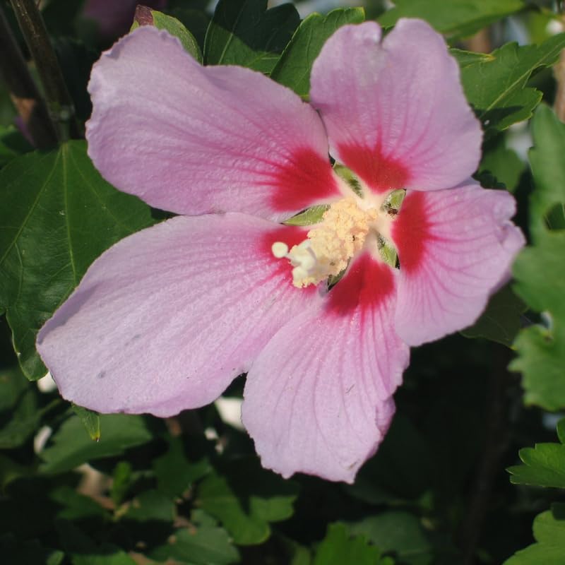 1 Rose of Sharon Plant Live to Grow, Size 6 to 14 Inch Tall, Purple Althea Hibiscus Syriacus Flowers, in Pot, Fragrant Hibiscus Plants Live (Pink)