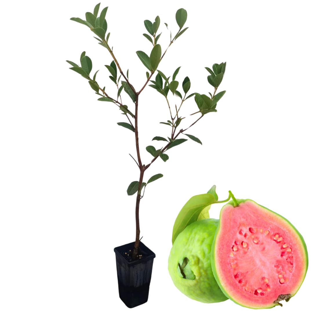 5-8 Inch Pink Guava Tree - Live Plant, Sweet Tropical Fruit for Home Gardens Indoor Outdoor Growing