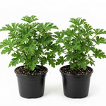 2 Pots Citronella Plants, Live Citronella Plants for Outdoors Indoors Garden, Perennial Fragrant Herb Leaves Plant
