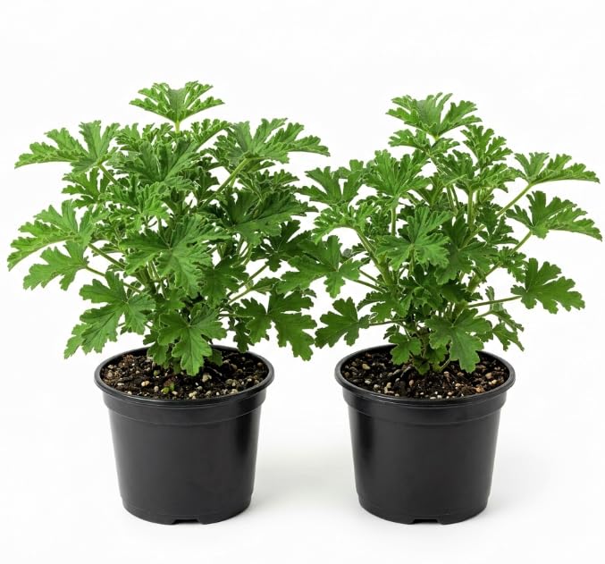 2 Pots Citronella Plants, Live Citronella Plants for Outdoors Indoors Garden, Perennial Fragrant Herb Leaves Plant
