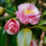 Pink Camellia Live Plant, 10-12 Inch Tall Camellia Japonica in 4" Pot, Flowering Shrub for Indoor or Outdoor Planting