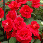 2 Double Impatiens Plants, Double Flowering Impatiens Starter Plant 4-7 Inches, Shade Garden or Patio Container Flower (Double Red)