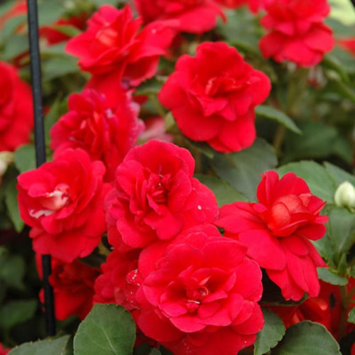 2 Double Impatiens Plants, Double Flowering Impatiens Starter Plant 4-7 Inches, Shade Garden or Patio Container Flower (Double Red)