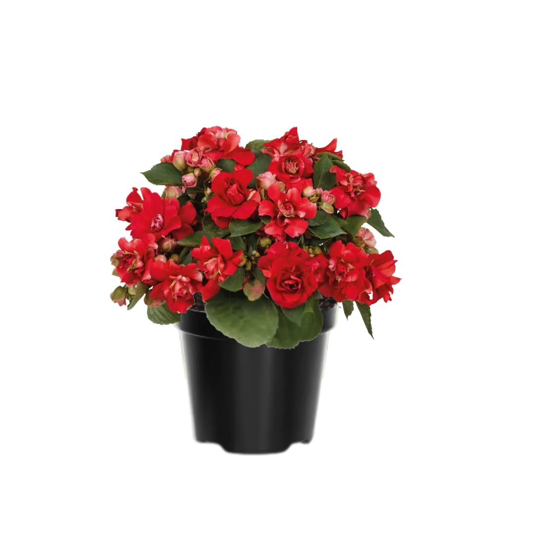 2 Double Impatiens Plants, Double Flowering Impatiens Starter Plant 4-7 Inches, Shade Garden or Patio Container Flower (Double Red)