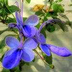 1 Clerodendrum Plant Live, Chain of Glory Clerodendrum Light Live Plants, 5-9 Inch Tall, No Pot (Clerodendrum Blue Butterfly)