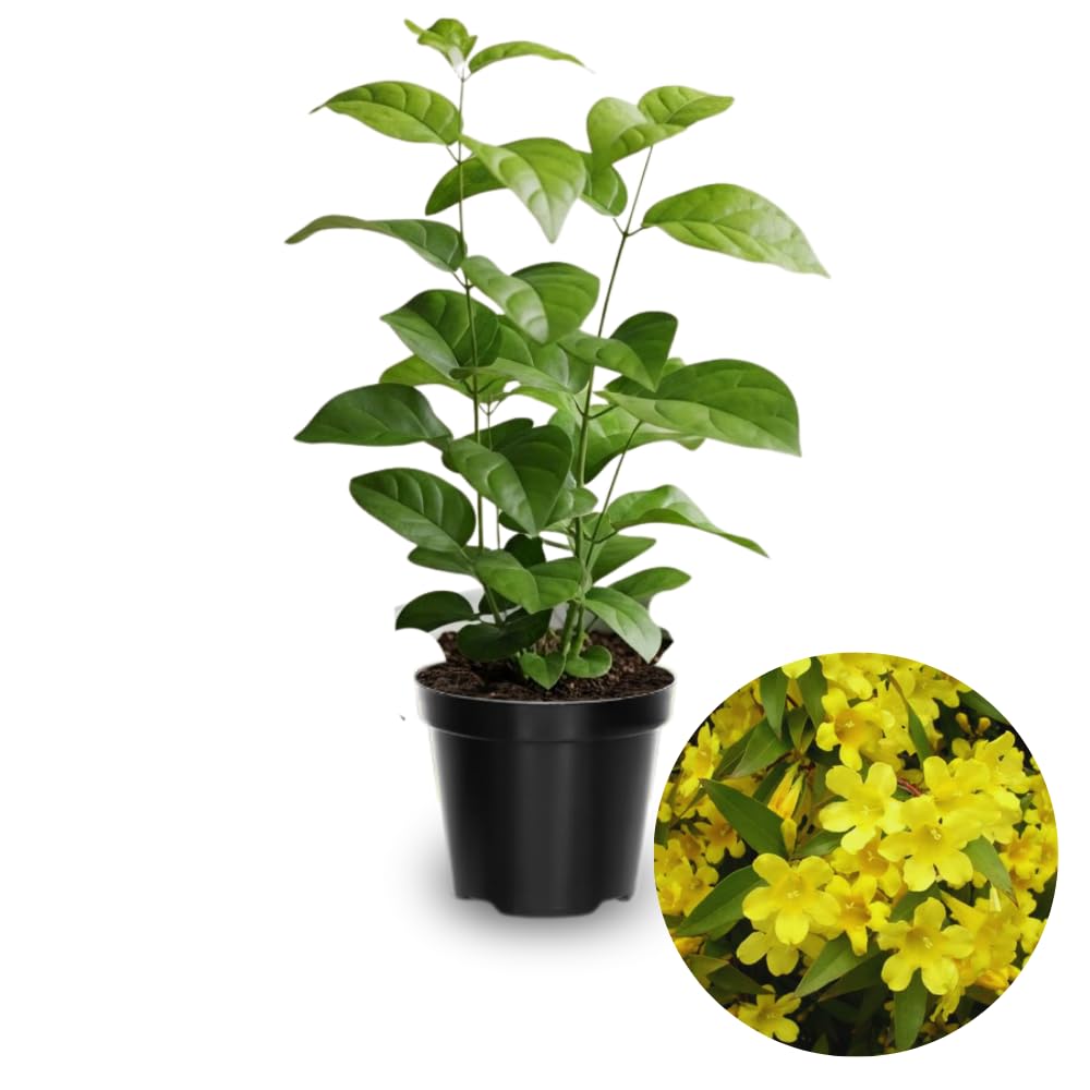 2 Yellow Jasmine Plant Live, Jasmine Flower Plants, 5 to 7 Inc