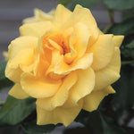 Rose Bush Live Plant, Heirloom Rose Plant Live for Planting, Fragrant Flowers Well Rooted Plant, 5-10 Inch Tall (Yellow Rose)