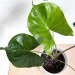 Pack 2 Green Leaf Alocasia Live Plant for Planting, Indoor Houseplant Alocasia Plant Live, 5 to 7 Inc Tall, Bare Root, Alocasia Colocasia Taro Plant for Ornamental Plants