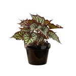 Live Begonia Plant, Indoor Flowering Houseplant, 4-8 Inches Tall, for Indoor or Outdoor Gardens (Gray Green Foliage)
