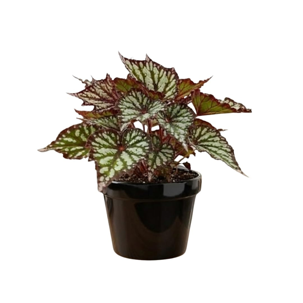 Live Begonia Plant, Indoor Flowering Houseplant, 4-8 Inches Tall, for Indoor or Outdoor Gardens (Gray Green Foliage)
