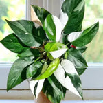 Rare Philodendron Plant Live, 4-9" Tall, No Pot, Philodendron Houseplant (White)
