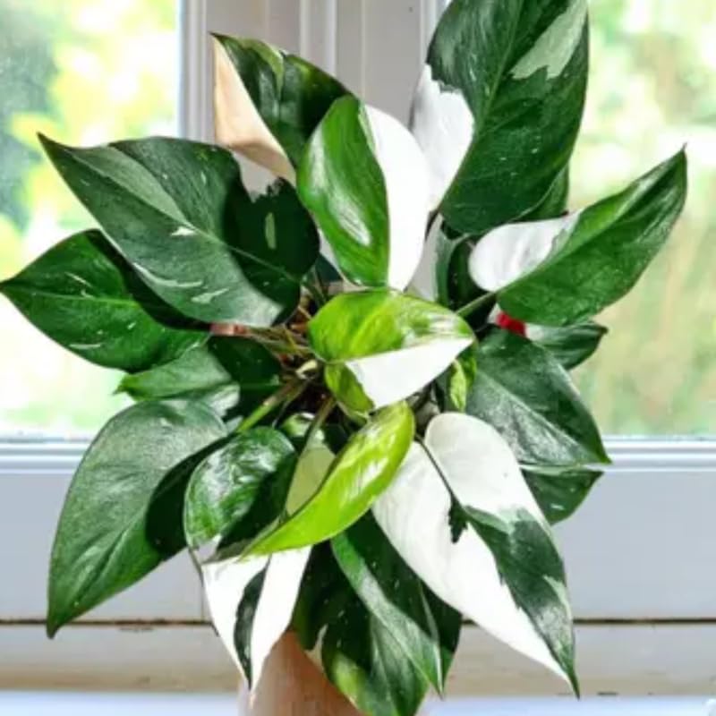 Rare Philodendron Plant Live, 4-9" Tall, No Pot, Philodendron Houseplant (White)