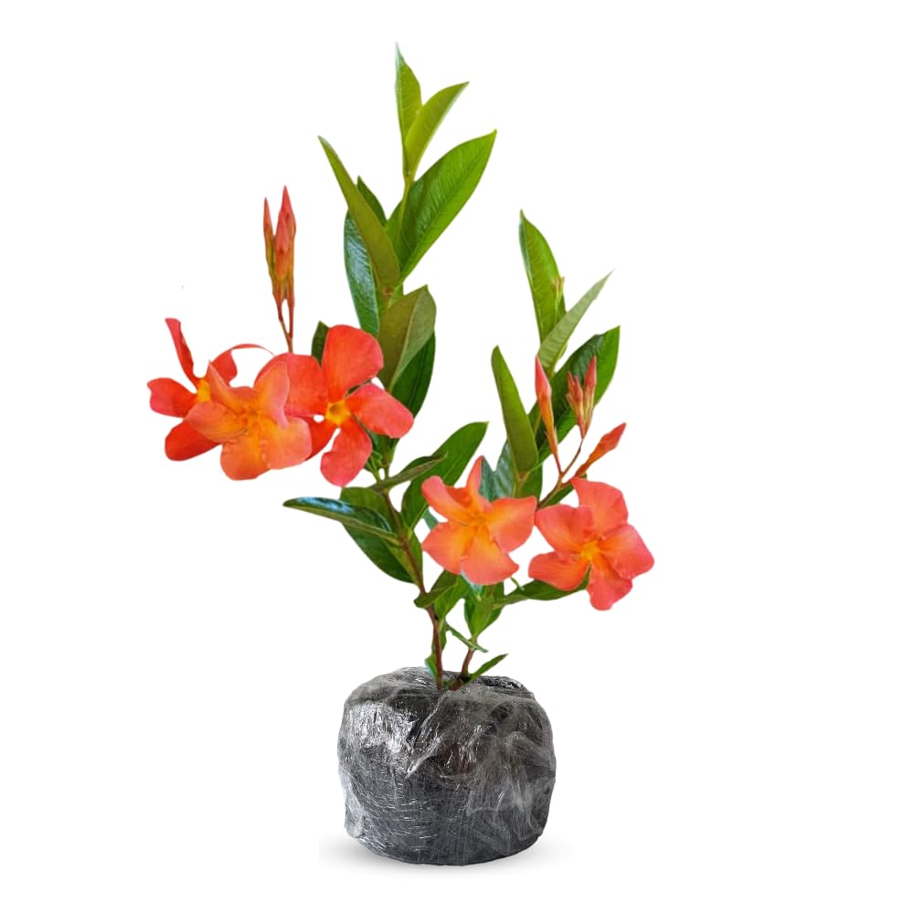 Orange Dipladenia Live Plant, Tropical Flowering Vine Trailing Plants, 4 to 9 Inch Tall