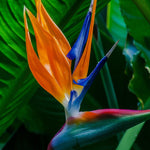 Orange Bird of Paradise Live Plants, Strelitzia Reginae Plants Tropical Perennial Blooming, 4-9 Inches Houseplant Decor Indoor Outdoor, No Pot