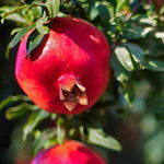Pomegranate Tree Live Plant in 4 Inch Pot, 7 to 10 Inch Tall Live Pomegranate Tree, Sweet Fruits