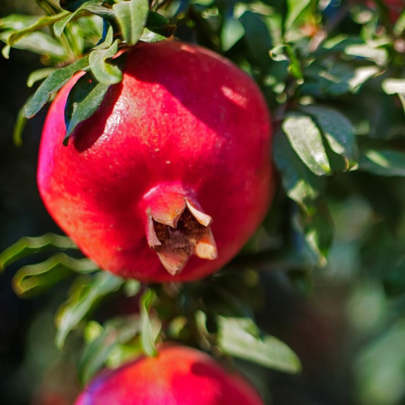 Pomegranate Tree Live Plant in 4 Inch Pot, 7 to 10 Inch Tall Live Pomegranate Tree, Sweet Fruits