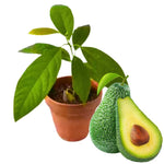 1 Year Old Live HASS Avocado Tree Plant, Well-Rooted Fruit Tree in Half Gallon Pot, 8–16 Inch, Easy to Grow, No CA