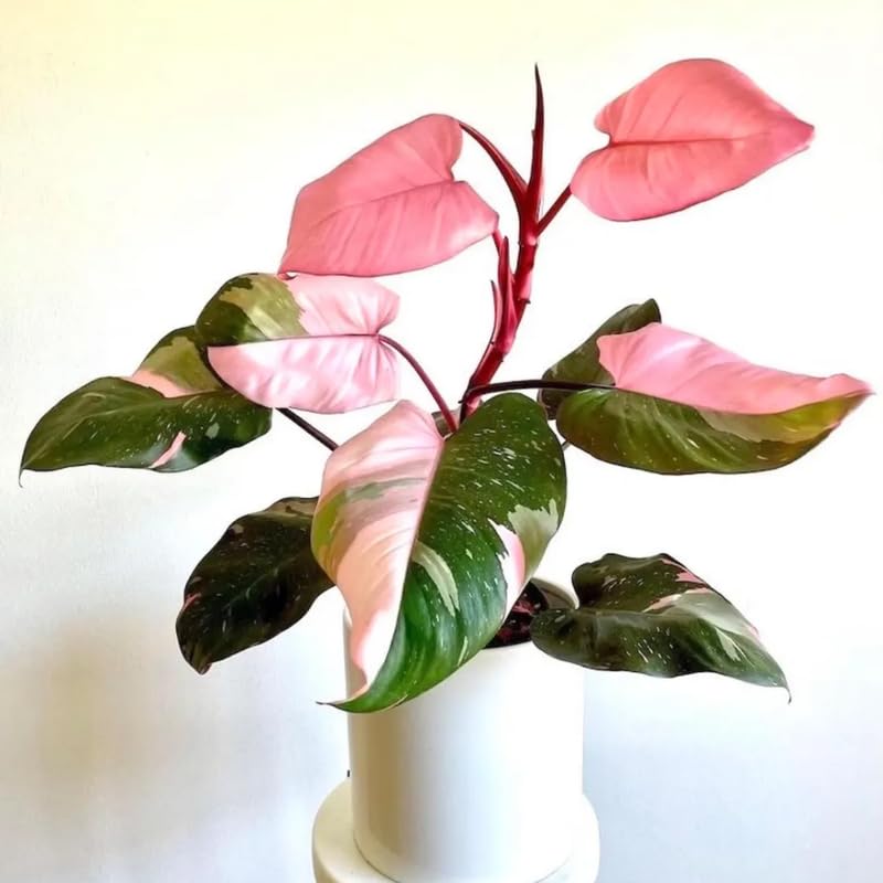 Princess Philodendron Plants Live, 4-9” Tall Rare Indoor Houseplants with Variegated Leaves, Easy Care Tropical Plant, No Pot (Pink Philodendron Plant)