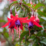2 Red Purple Fuchsia Live Plants 4-7'' Tall, Hardy Hanging Basket Flower Plant, Shade Loving Blooming Fuchsia Starter Plants