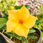 Yellow Dipladenia Live Plant, Tropical Flowering Vine Trailing Plants, 4 to 9 Inch Tall
