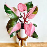 2 Philodendron Plants Live, Variegated Indoor Houseplant, 5-8 Inch Tall Tropical Foliage, Rare Philodendron