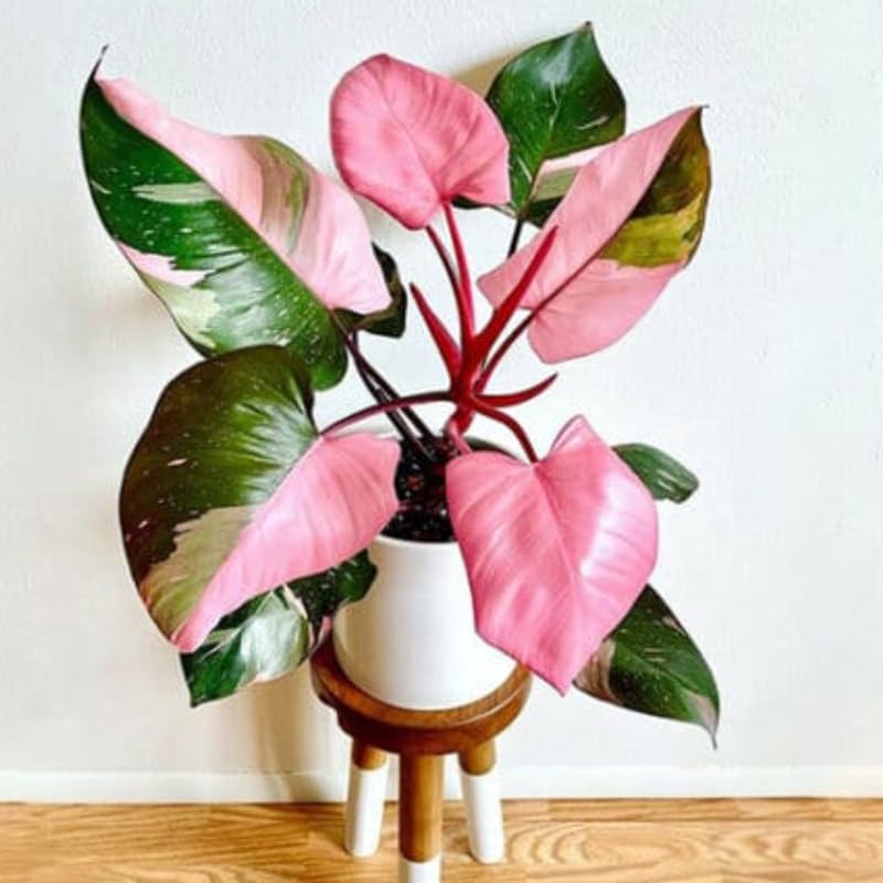 2 Philodendron Plants Live, Variegated Indoor Houseplant, 5-8 Inch Tall Tropical Foliage, Rare Philodendron