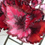 3 Packs Red Begonia Angel Wing Maculata Live Plants, 5-9 Inch Tall, Indoor Outdoor Polka Dot Begonia