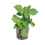 High Yield Raspberry Plants Live for Outdoor Planting, Size 5-9" in Tall, No Pot, Dormant in Winter, Cold Hardy (Glencoe)