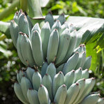 Ice Cream Banana Plant Tree Live, Cold Hardy 4-7" in Tall, No Pot, Outdoor Spring Planting, Rare and Sweet Banana Plants