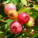 1 Blueberry Bush Live Plant 5 to 9 Inch Tall, Blueberry Plant Live for Planting, Sweet Blueberries Fruit Tree Live Plant (Pink Lemonade Blueberry)