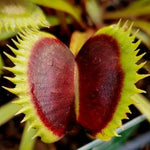 3 Rare Live Venus Fly Traps for Outdoor Indoor Planting, Random Different Cultivar Venus Flytrap Plants Zones 8-10 Growing