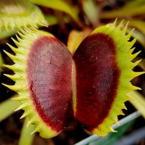 3 Rare Live Venus Fly Traps for Outdoor Indoor Planting, Random Different Cultivar Venus Flytrap Plants Zones 8-10 Growing