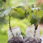 3 Climbing Red Grape Vine Trees Live Plants for Trellis, Cold Hardy Vine Sweet Grape 5-9" Tall, Wrapped in Soil