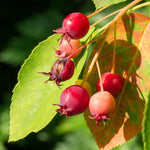 2 Cold Hardy Serviceberry Live Plant Tree in Quart Pot, 12-18" in Tall, Dormant, Well-Rooted for Outdoor Planting