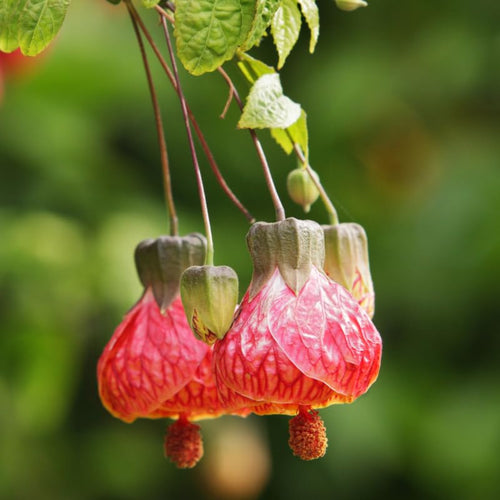2 Abutilon Plants Live for Planting 4 to 7 Inch Height, Lantern Abutilon Live Plants Bell Shaped Flowers, Abutilon Flowering Live Plants (Pink Abutilon Plants)
