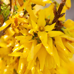 2 Yellow Forsythia Bush Live Plants Bareroots 6-12 Inch Tall, Lynwood Gold Forsythia