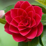 Red Camellia Live Plant, 10-12 Inch Tall Camellia Japonica in 4" Pot, Flowering Shrub for Indoor or Outdoor Planting