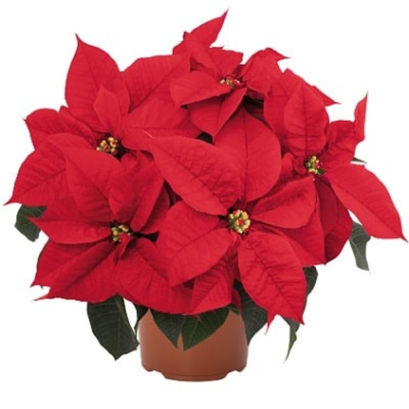 2 Multi Varieties Poinsettia Plants Live, Dwarf Red Poinsettia Flowers for Holiday Christmas Gift, Decoration Houseplant 5-10" in Tall, No Pot