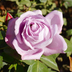Blue Girl Rose Bush